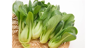 鲜白菜进出口